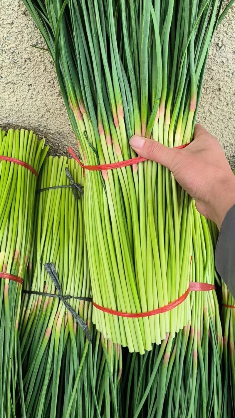 河南蒜薹，红帽蒜薹，基地直发，诚信经营，供应全国