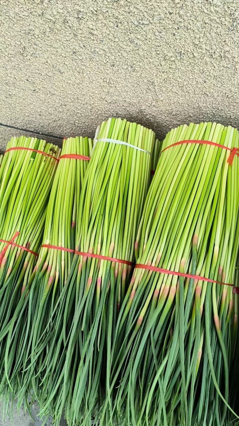 河南蒜薹，红帽蒜薹，基地直发，诚信经营，供应全国