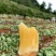 云南天山雪莲果中圆果大量有货支持一件代发批发