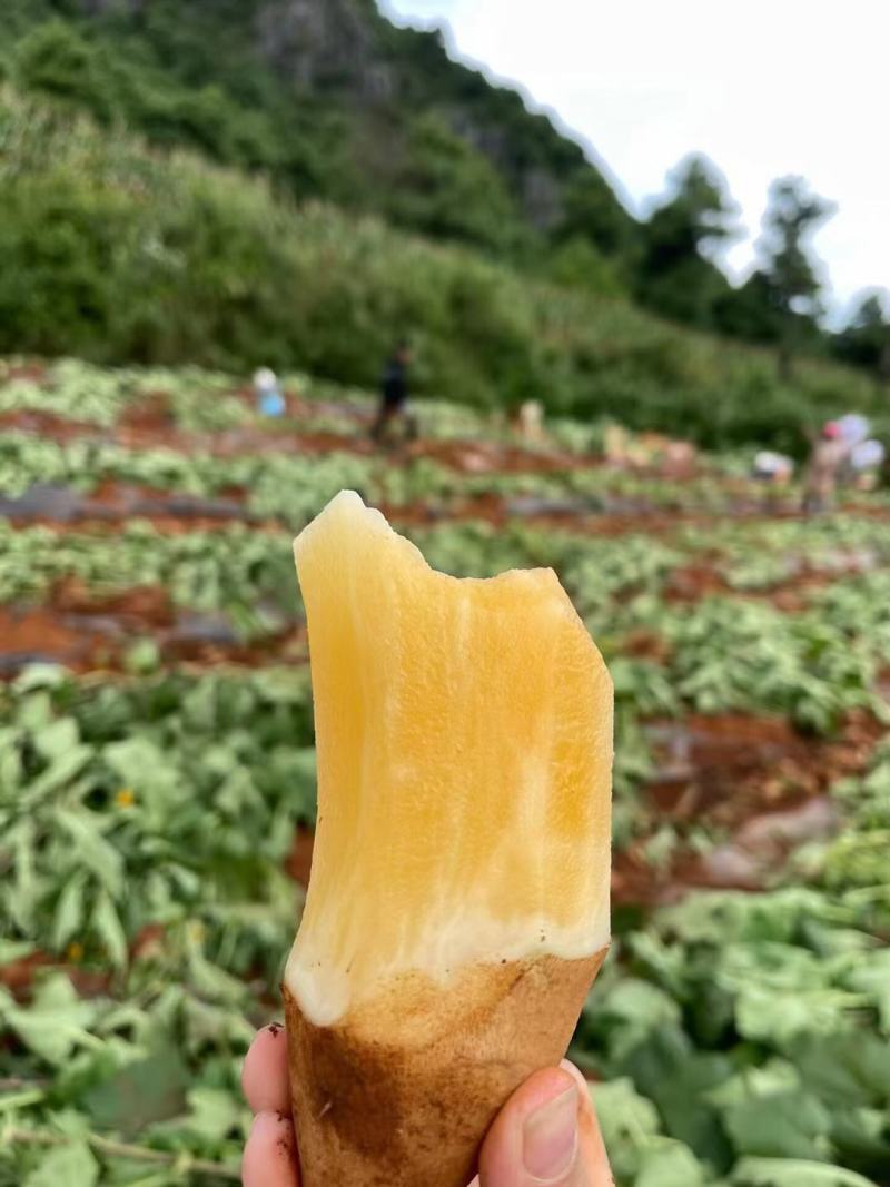 云南天山雪莲果中圆果大量有货支持一件代发批发