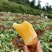 云南天山雪莲果中圆果大量有货支持一件代发批发