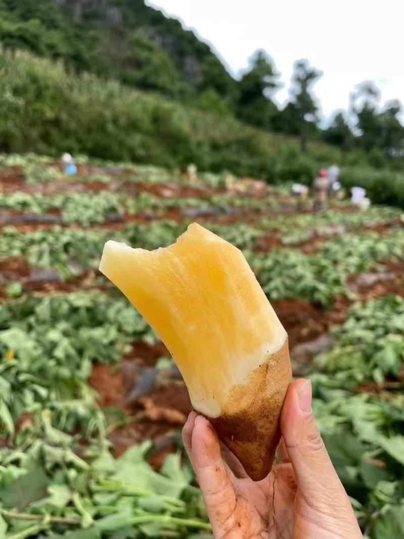 云南天山雪莲果中圆果大量有货支持一件代发批发