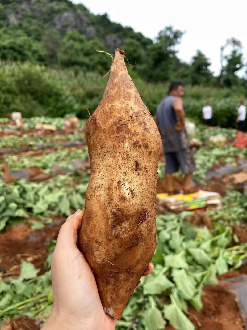 云南天山雪莲果中圆果大量有货支持一件代发批发