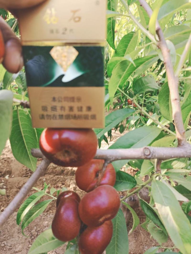 河北油蟠桃大量上市了[口感脆甜]产地直供.大量有货