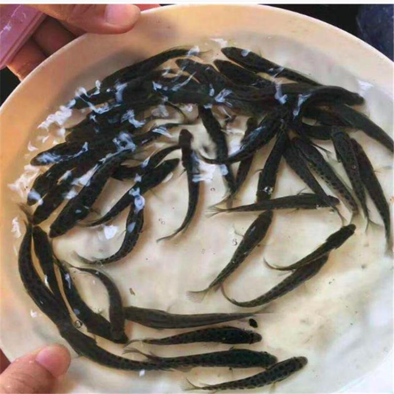黑鱼苗