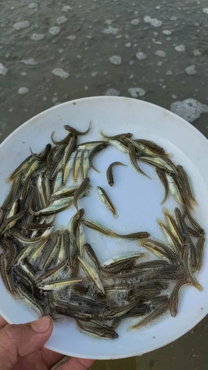 黑鱼苗