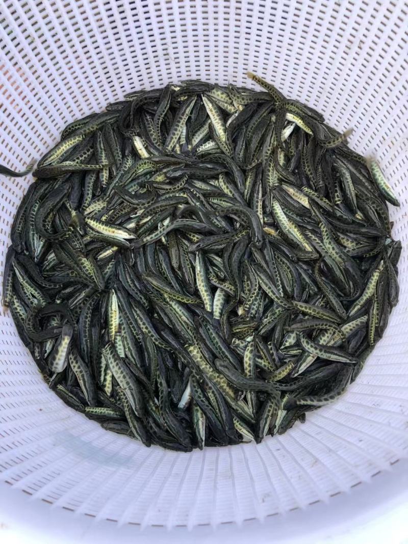 黑鱼苗