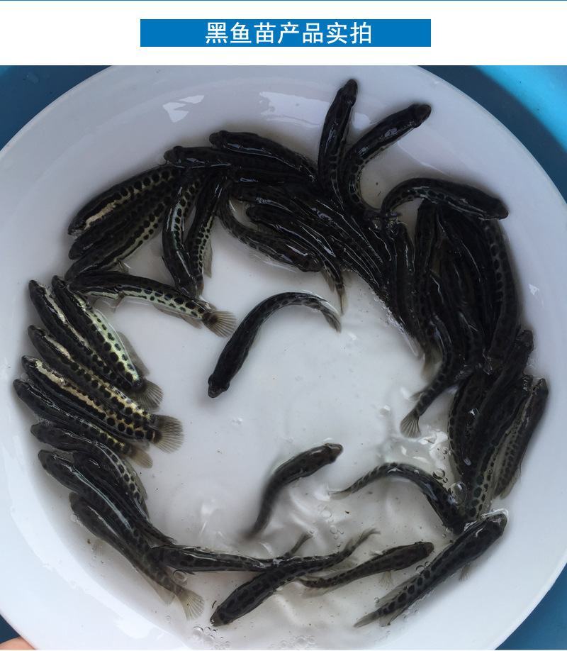 黑鱼苗