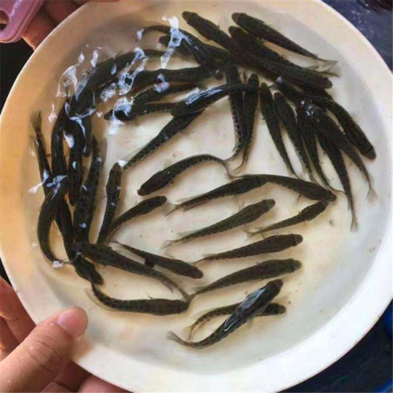 黑鱼苗