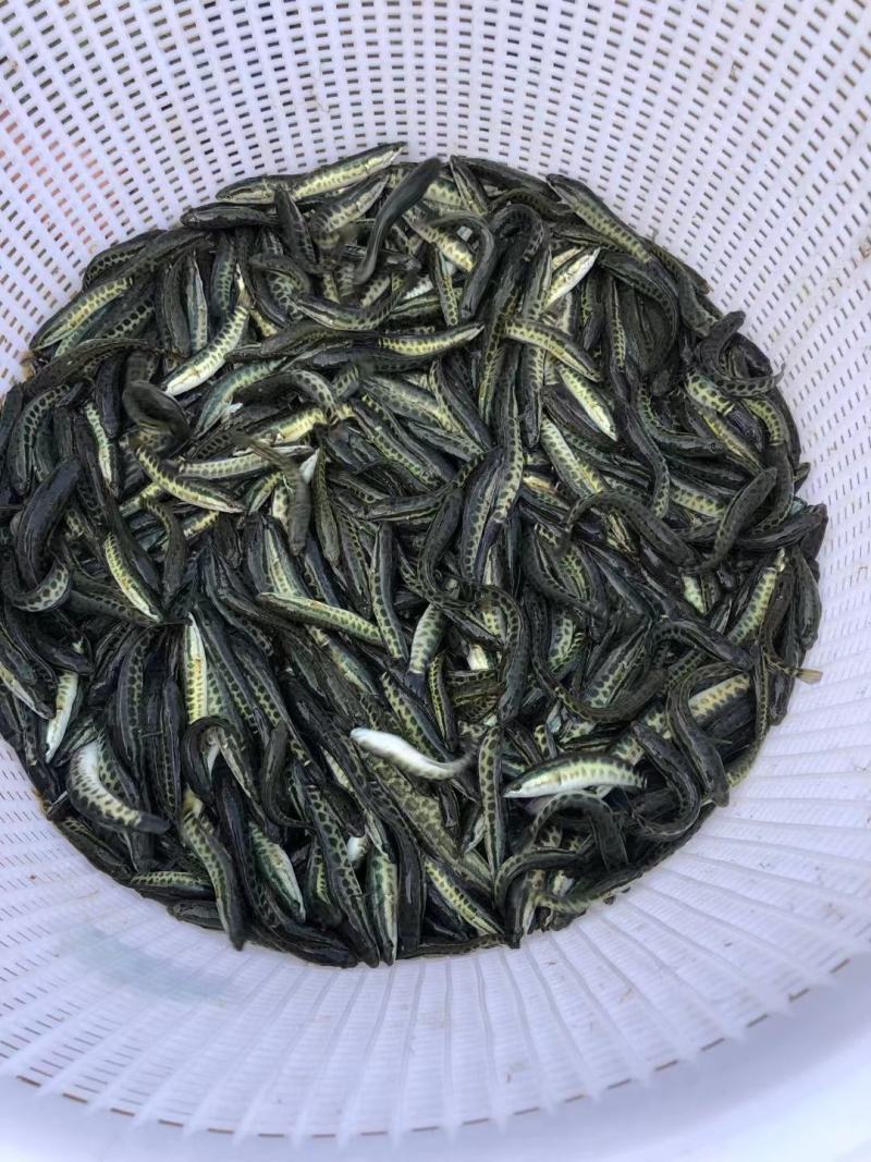黑鱼苗