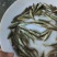 黑鱼苗