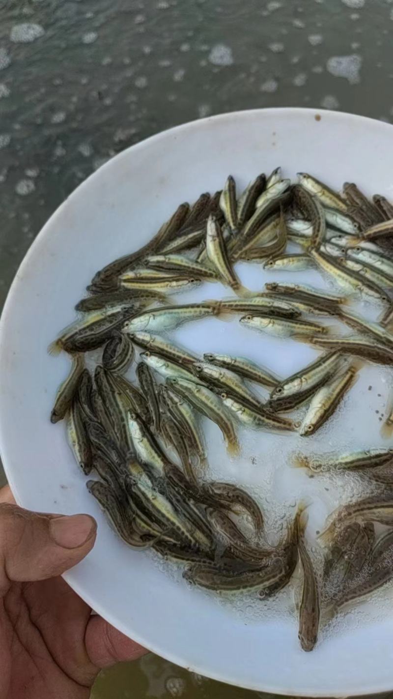 黑鱼苗