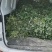 高剪苗