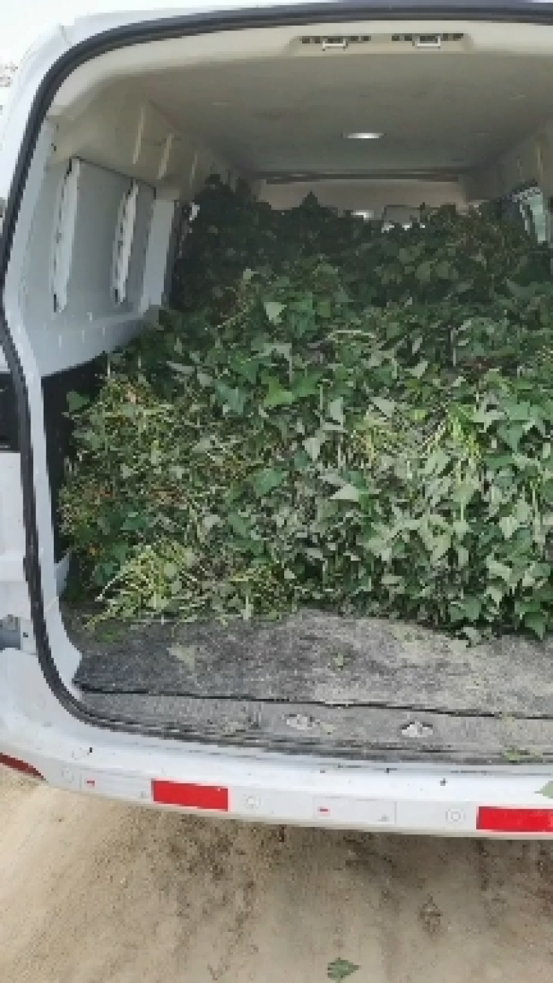 高剪苗