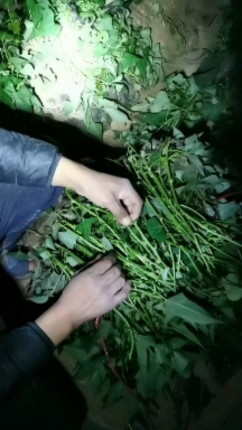 高剪苗