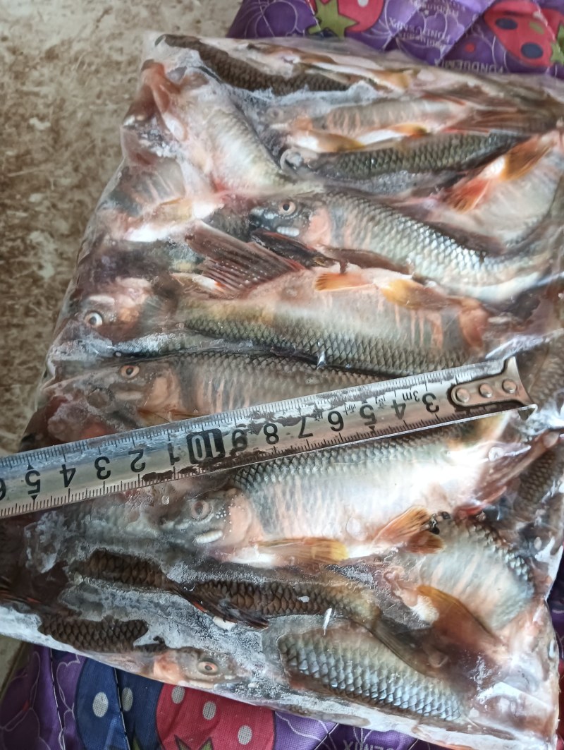 桃花鱼马口白鱼
