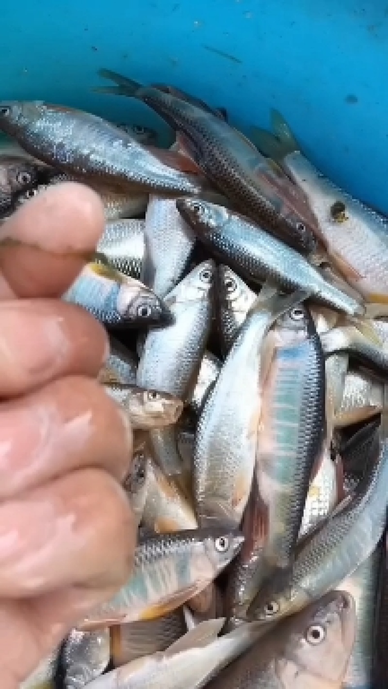 桃花鱼马口白鱼