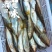 桃花鱼马口白鱼