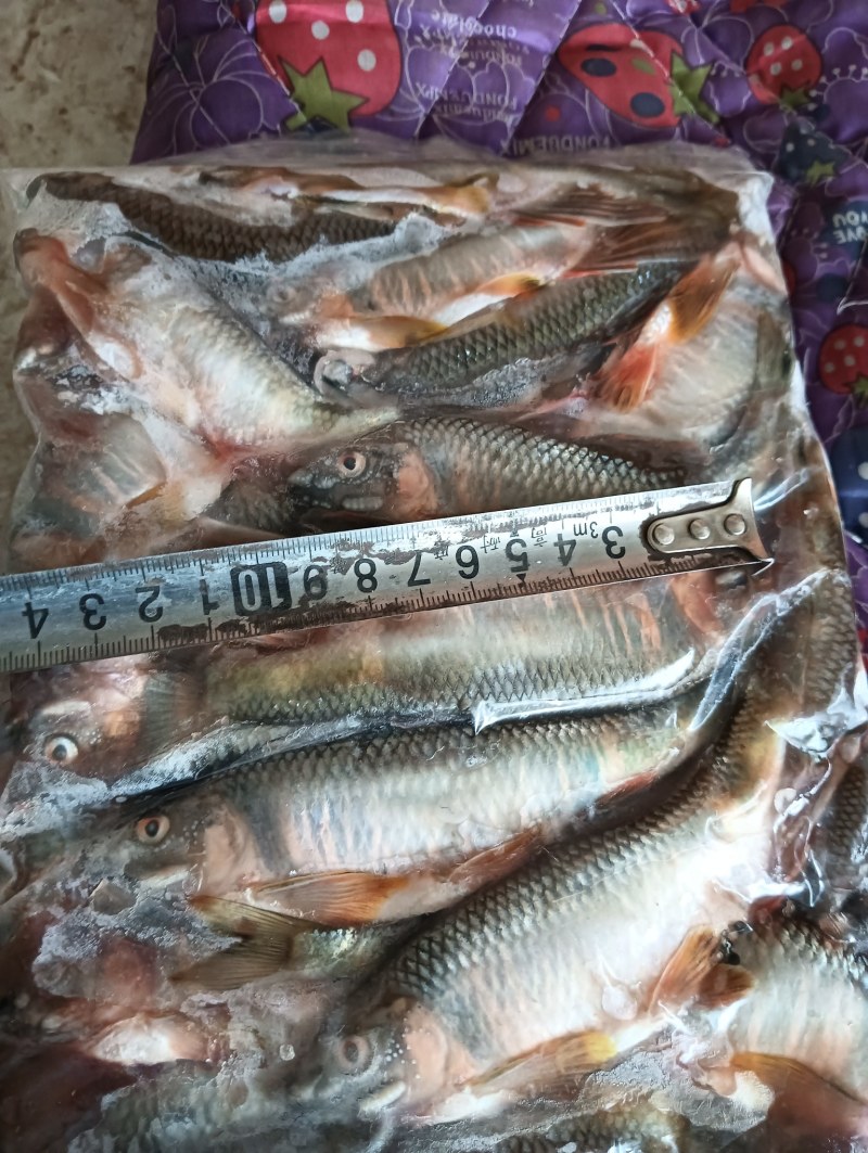 桃花鱼马口白鱼