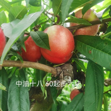 内黄大棚油桃毛桃水果基地
