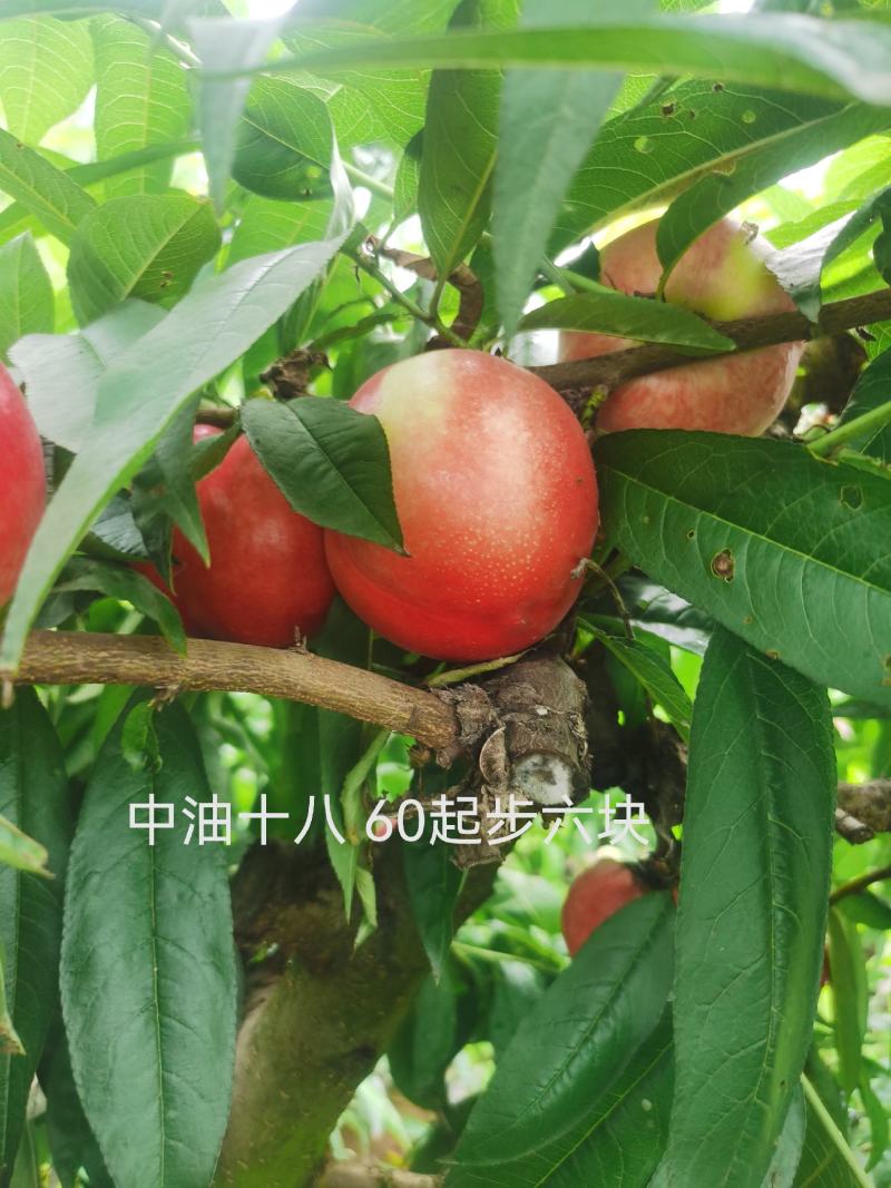 内黄大棚油桃毛桃水果基地