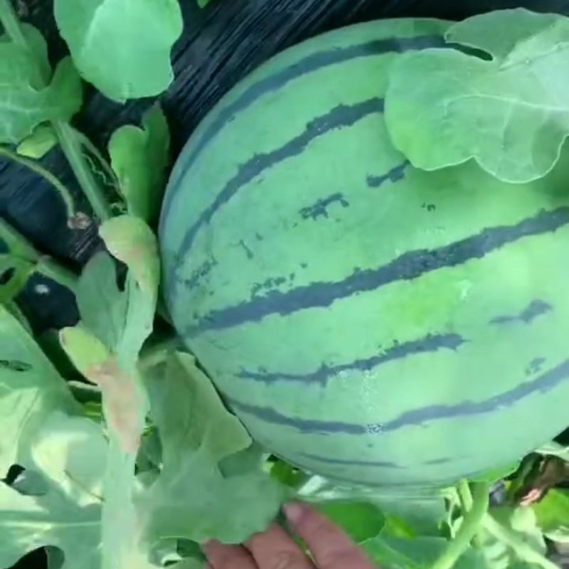 种植大户