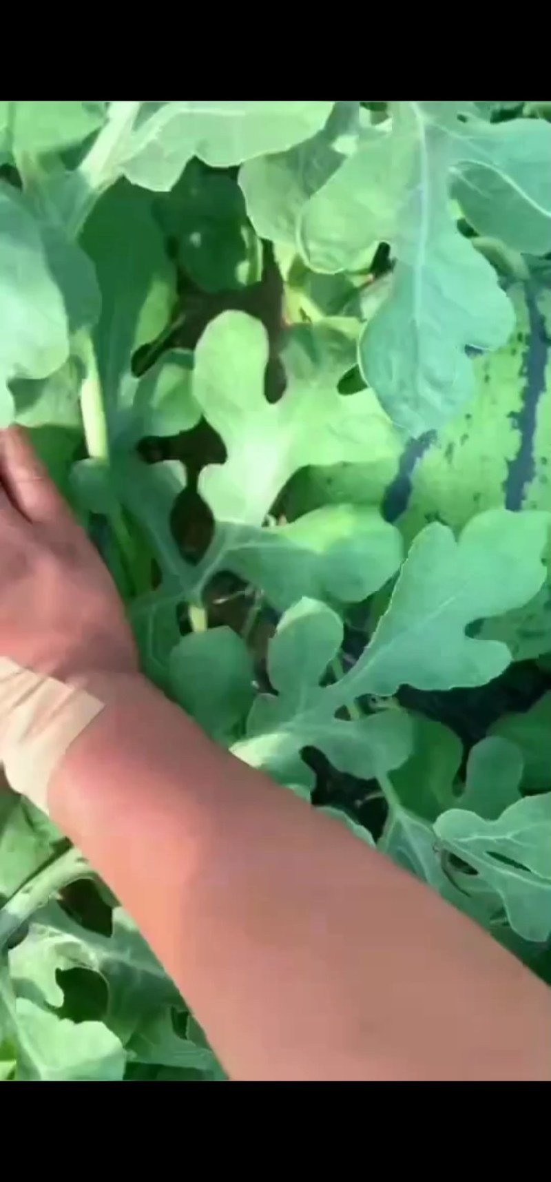 种植大户