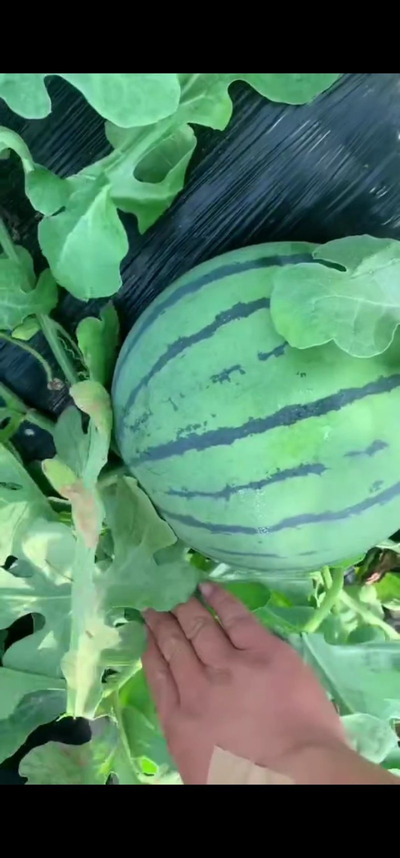 种植大户