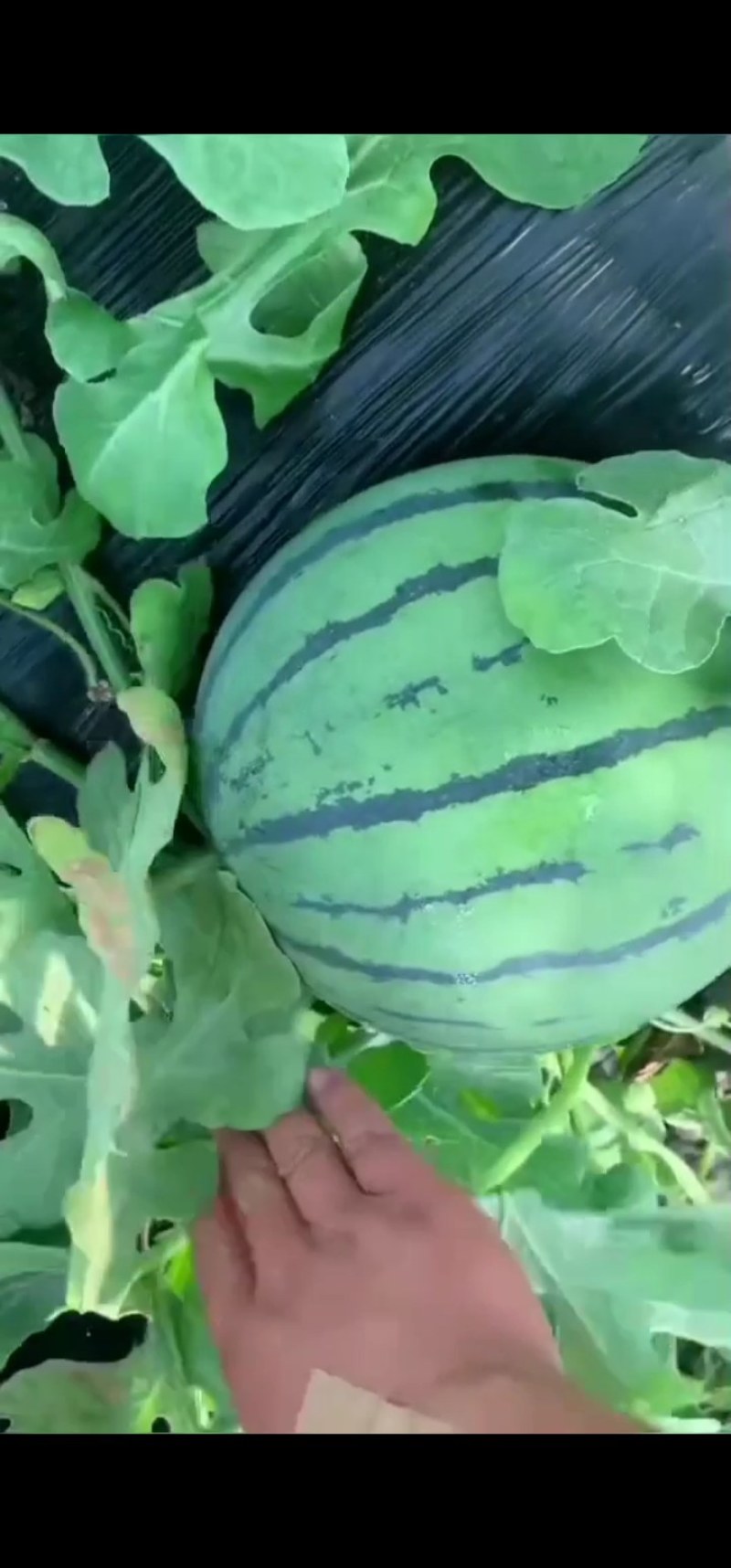 种植大户