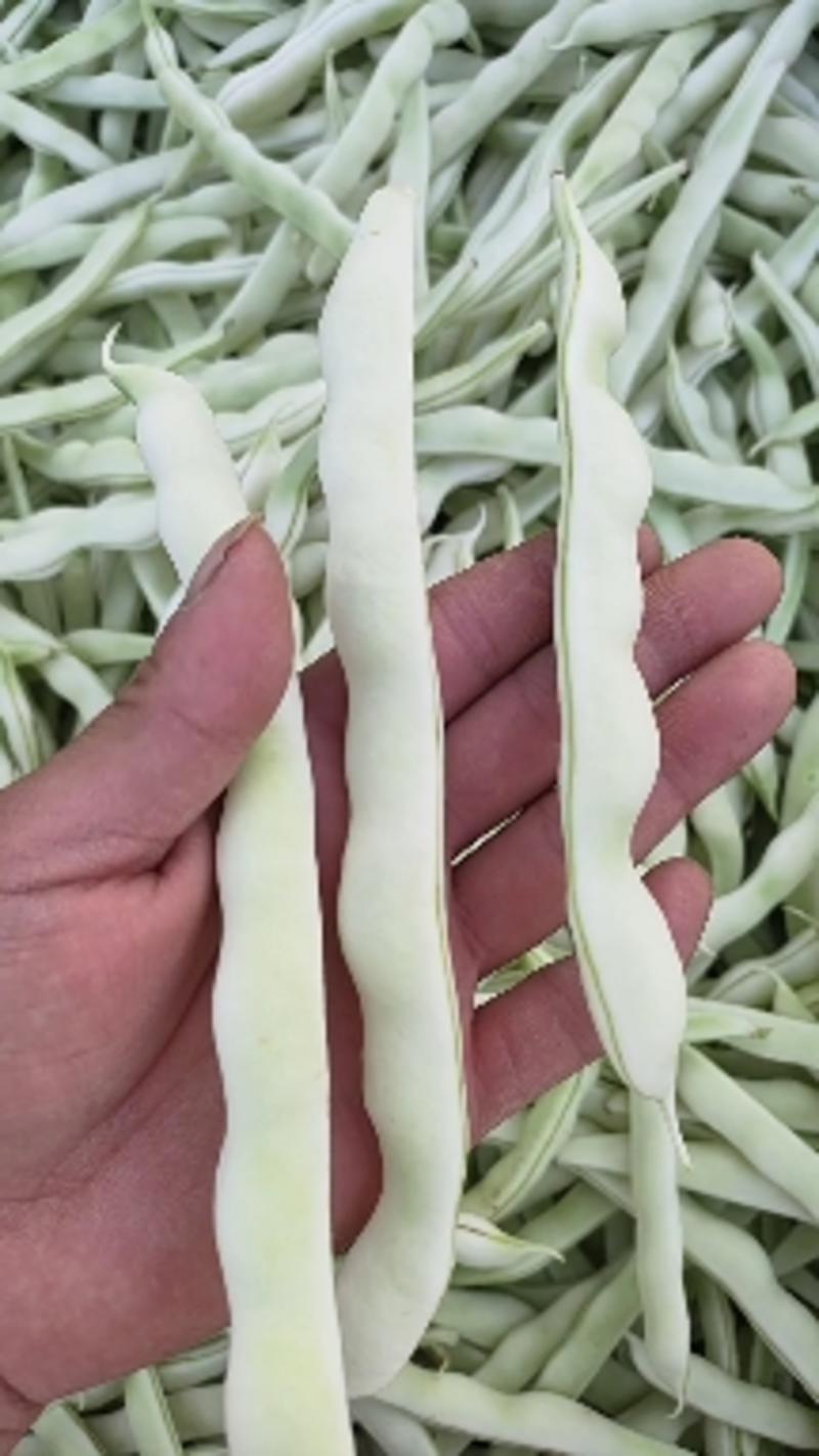 九粒白芸豆白不老一手货源产地直发新鲜白芸豆