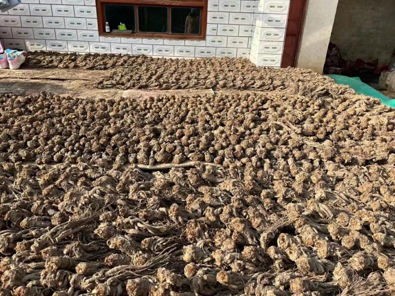 甘肃岷县当归片当季新货野生整个切片药材传统滋补品药食同源