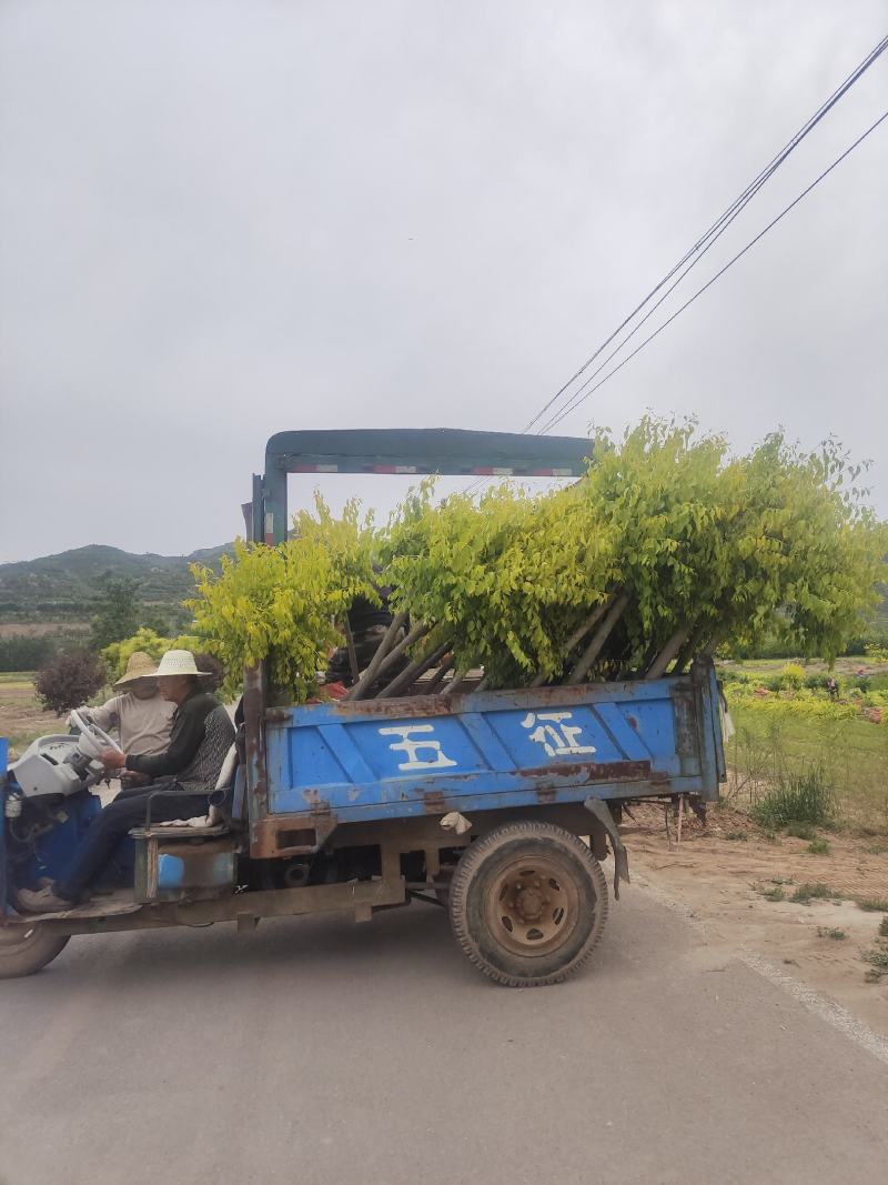 金叶华北卫矛，1米杆，3-6公分