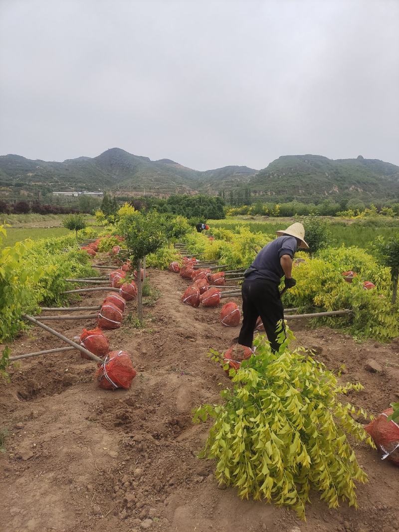 金叶华北卫矛，1米杆，3-6公分