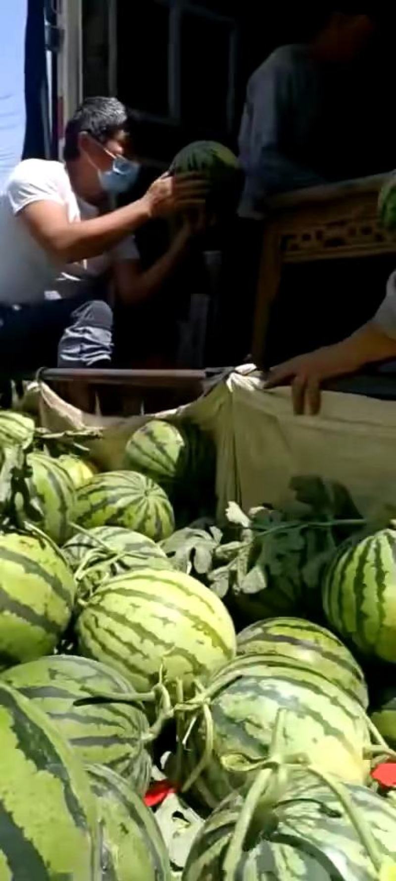 西瓜，甜王，8424.美都，大量供应，欢迎新老客户前来采