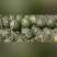 西瓜，甜王，8424.美都，大量供应，欢迎新老客户前来采