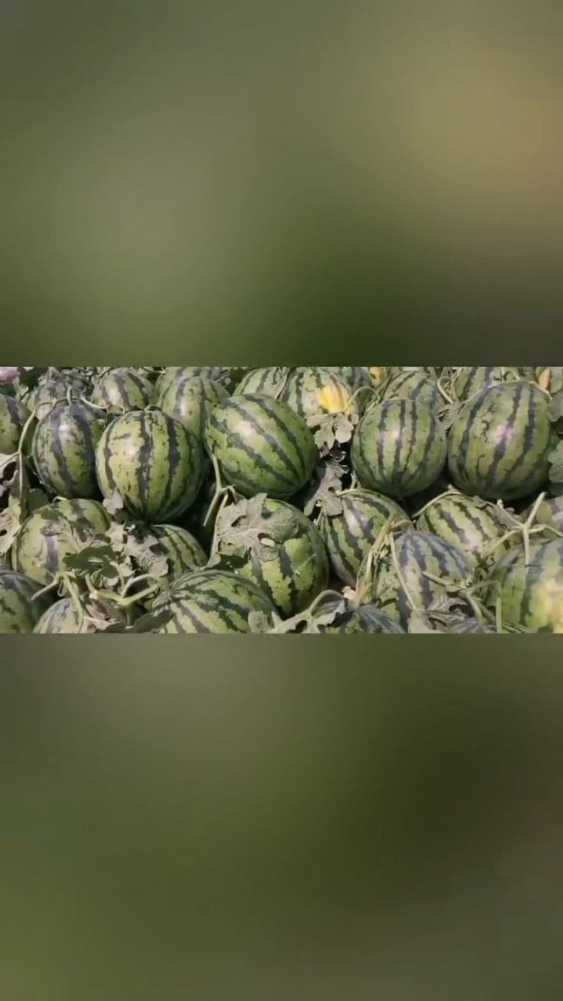 西瓜，甜王，8424.美都，大量供应，欢迎新老客户前来采