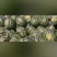 西瓜，甜王，8424.美都，大量供应，欢迎新老客户前来采
