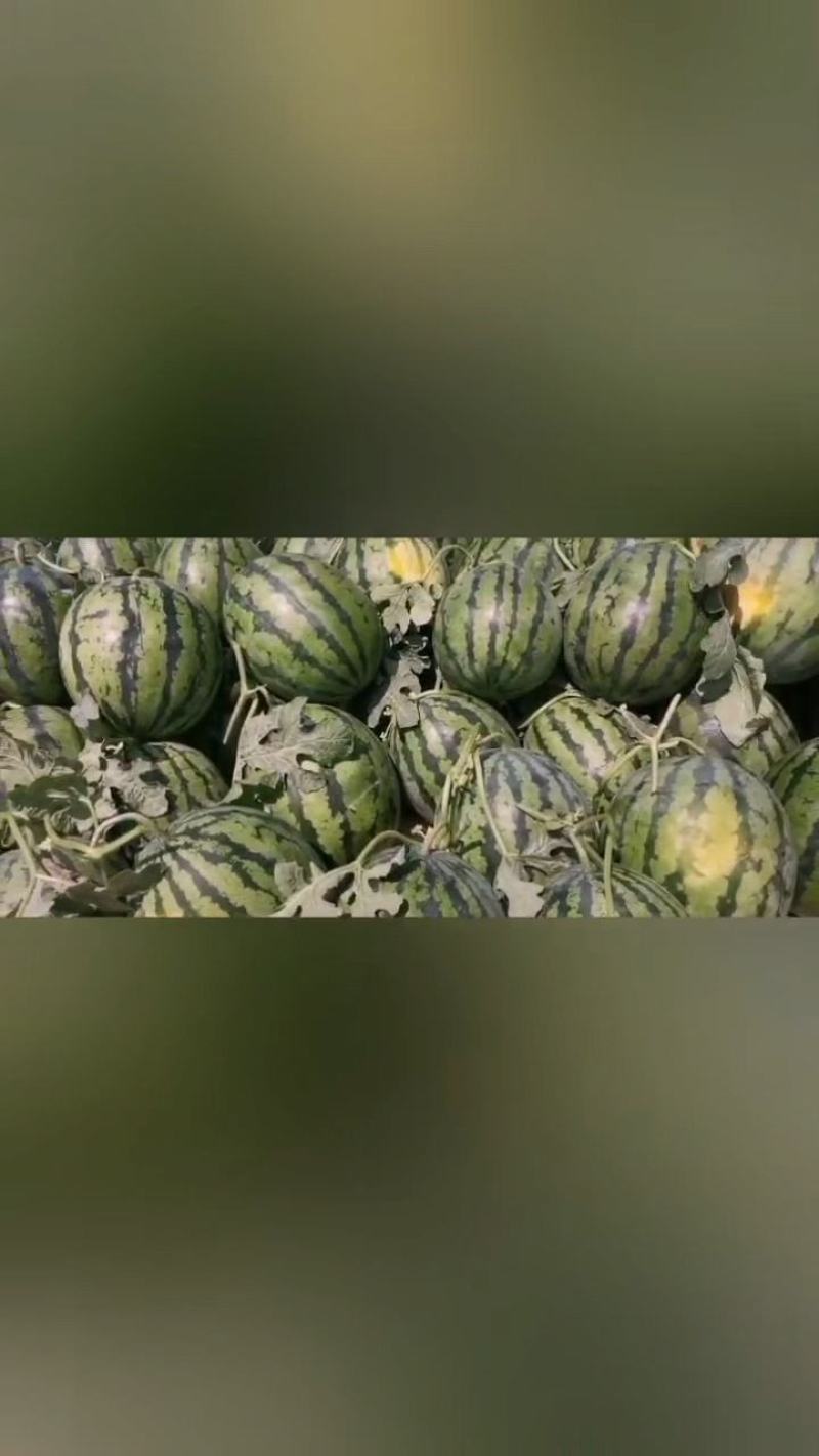 西瓜，甜王，8424.美都，大量供应，欢迎新老客户前来采