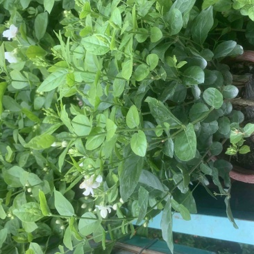 茉莉花开花盆栽观花植物阳台花卉香味清新