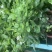 茉莉花开花盆栽观花植物阳台花卉香味清新