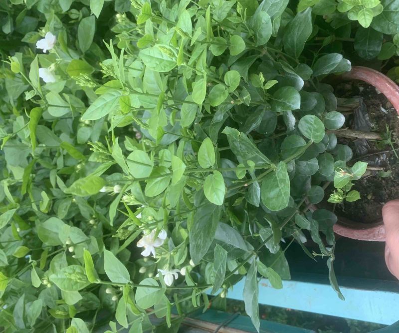 茉莉花开花盆栽观花植物阳台花卉香味清新