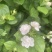 茉莉花开花盆栽观花植物阳台花卉香味清新