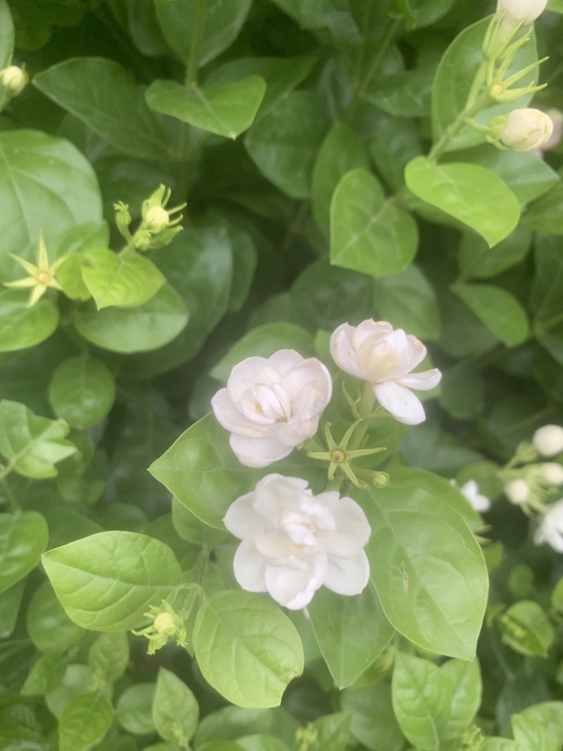 茉莉花开花盆栽观花植物阳台花卉香味清新