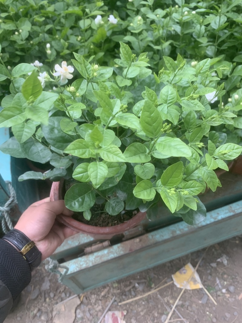 茉莉花开花盆栽观花植物阳台花卉香味清新