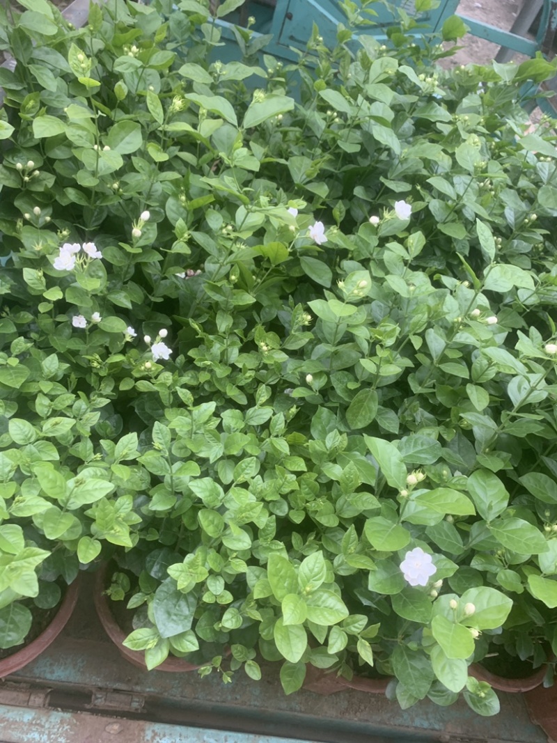 茉莉花开花盆栽观花植物阳台花卉香味清新