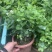 茉莉花开花盆栽观花植物阳台花卉香味清新