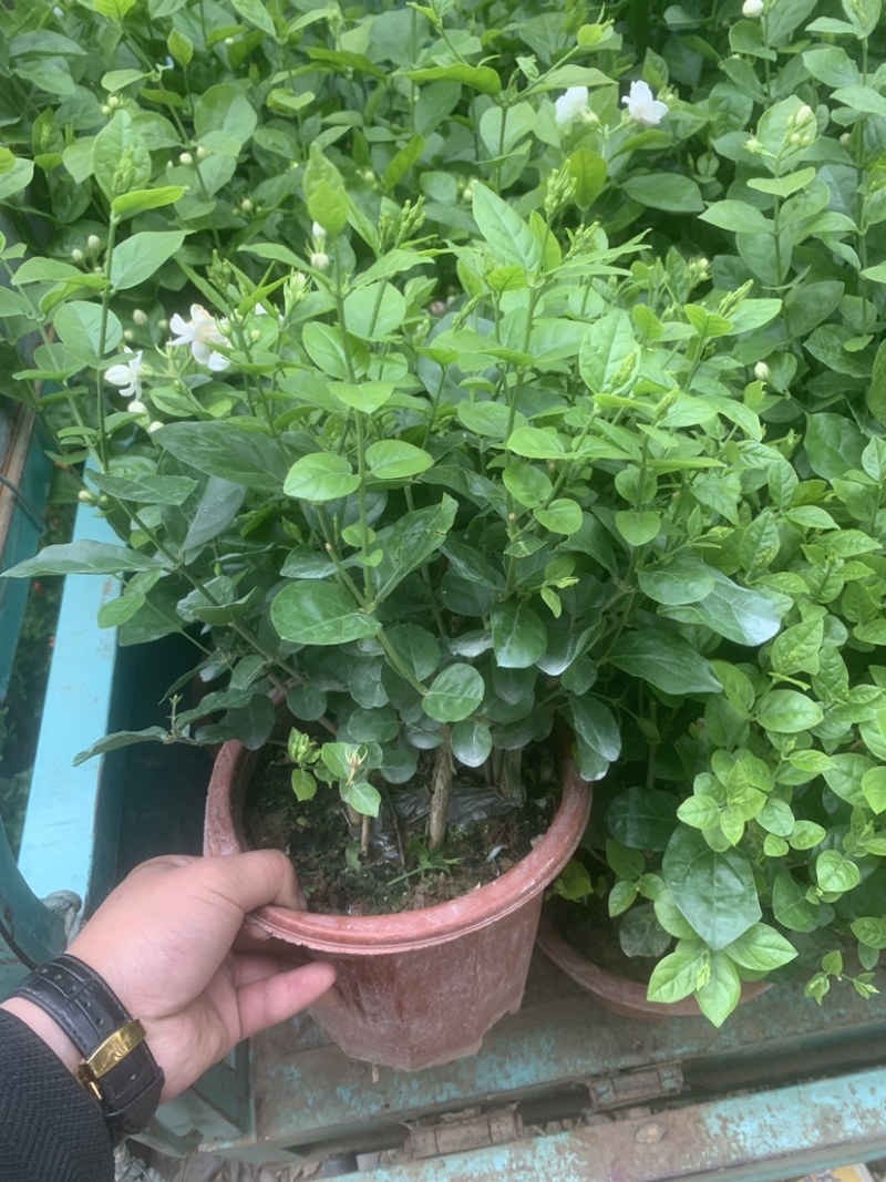 茉莉花开花盆栽观花植物阳台花卉香味清新