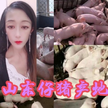 山东仔猪产地一手货源充足常年有货品种齐全全国各地发货