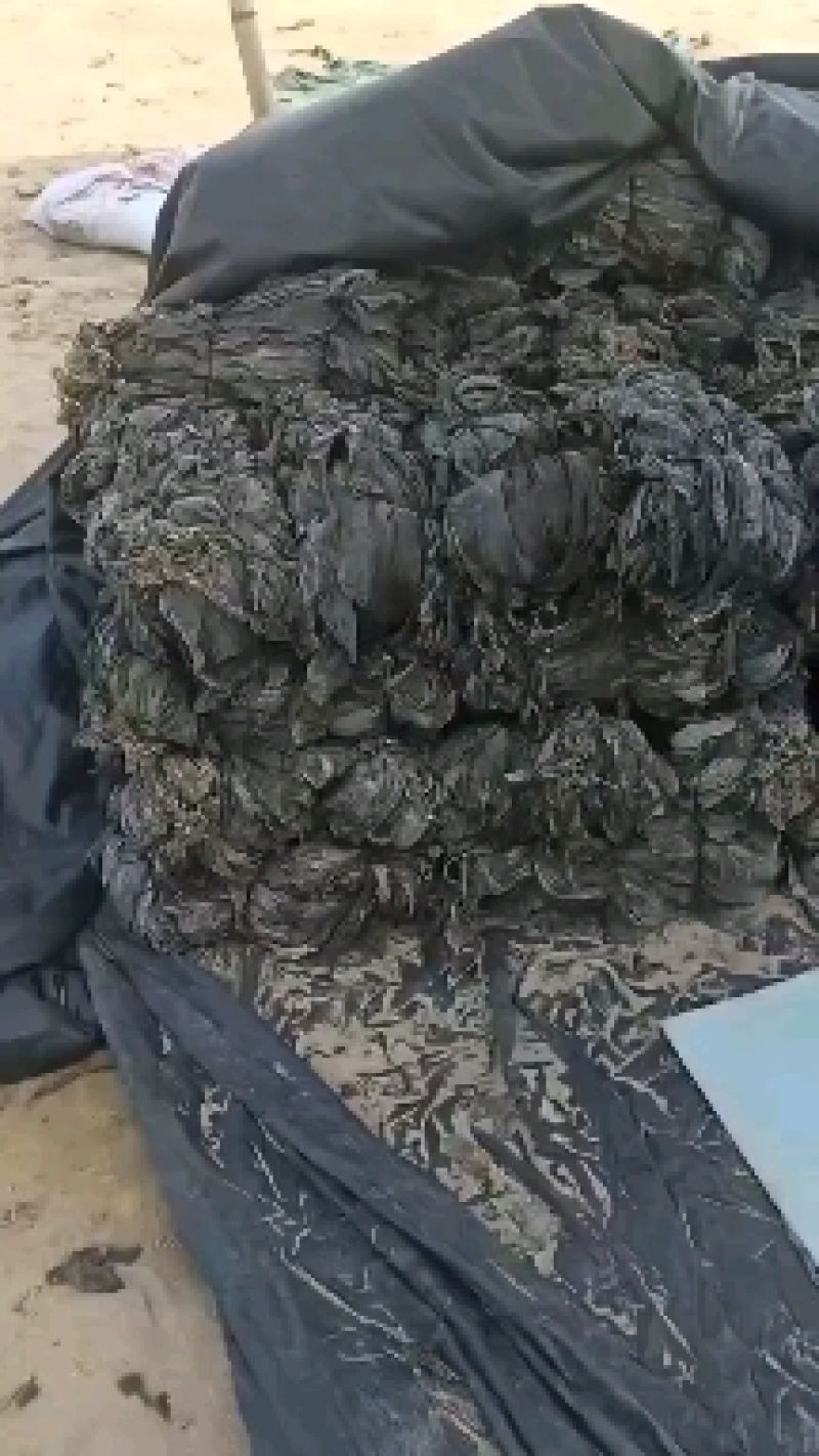 福建2025年无沙干海带