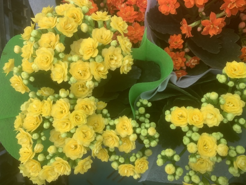 长寿花开花盆栽好养耐活阳台花卉颜色齐全
